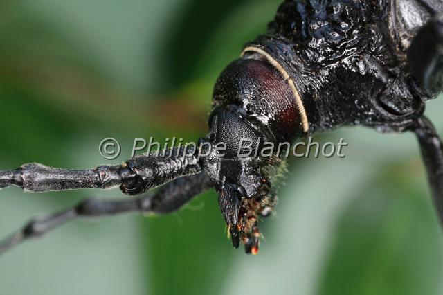 cerambyx cerdo 2.JPG - Cerambyx cerdo (Portrait)Grand Capricorne du chêneGreat capricorn beetleColeoptera, CerambycidaeFrance